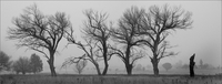 Dead-trees-copy_thumb